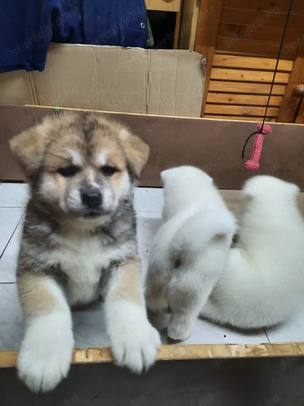 Eladó Japán Akita Inu