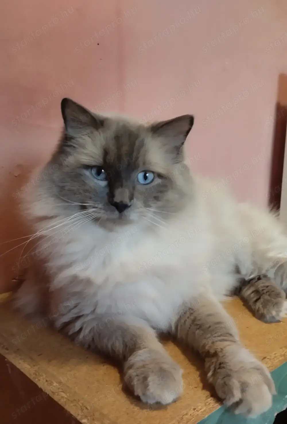 Ragdoll babák foglalhatók Ragdoll babák foglalhatók