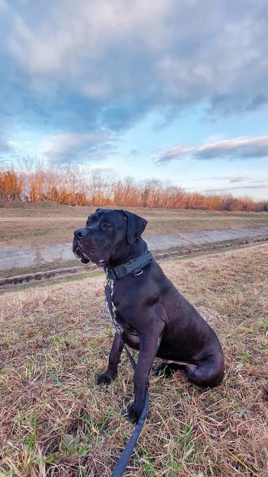 Cane Corse fajta jellegű kan örökbefogadás Cane Corse fajta jellegű kan örökbefogadás