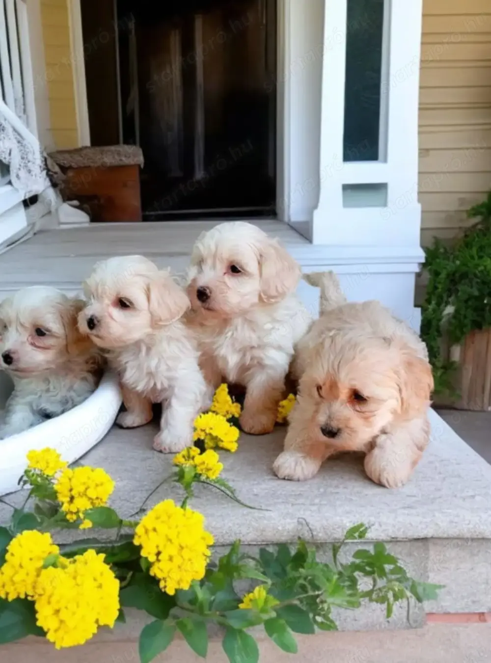 Maltipoo kiskutyák eladók Maltipoo kiskutyák eladók