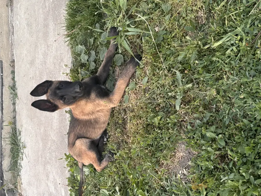 Malinois Gyönyörű szuka eladó Malinois Gyönyörű szuka eladó