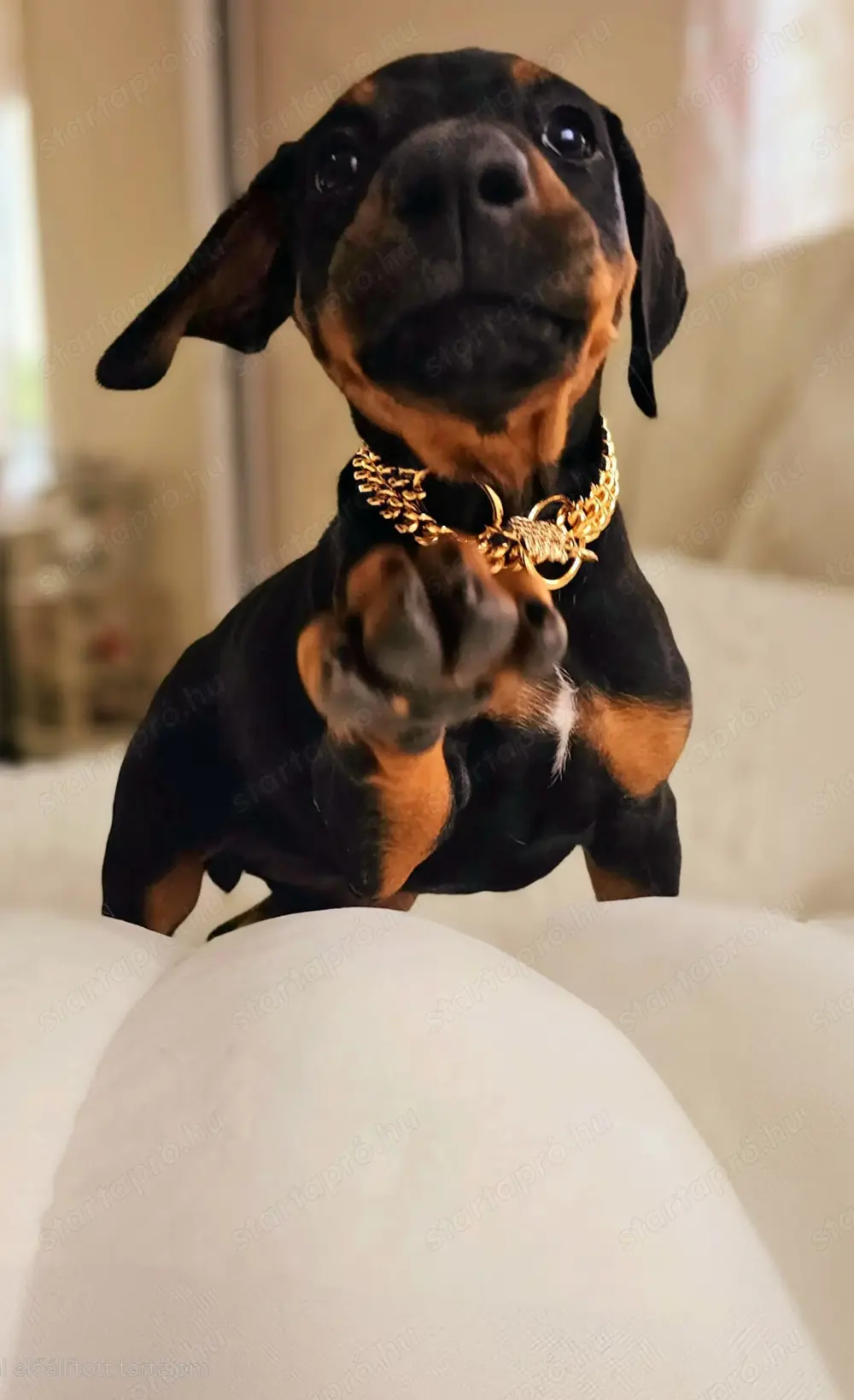 Dobermann kislány Dobermann kislány