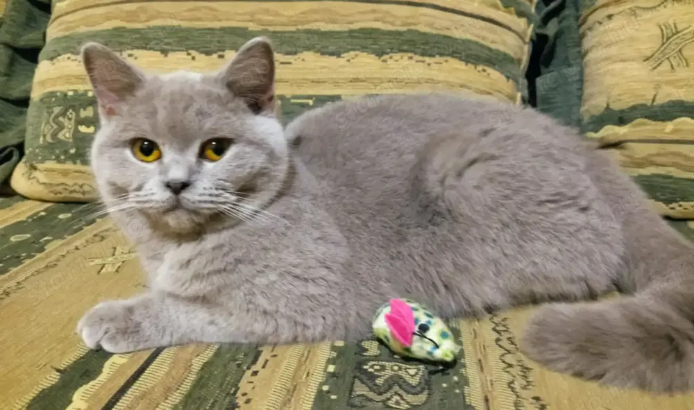 Brit kiscicák foglalhatóak