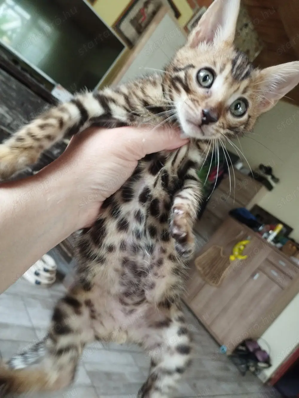 Beng li kiskandúr Beng li kiskandúr