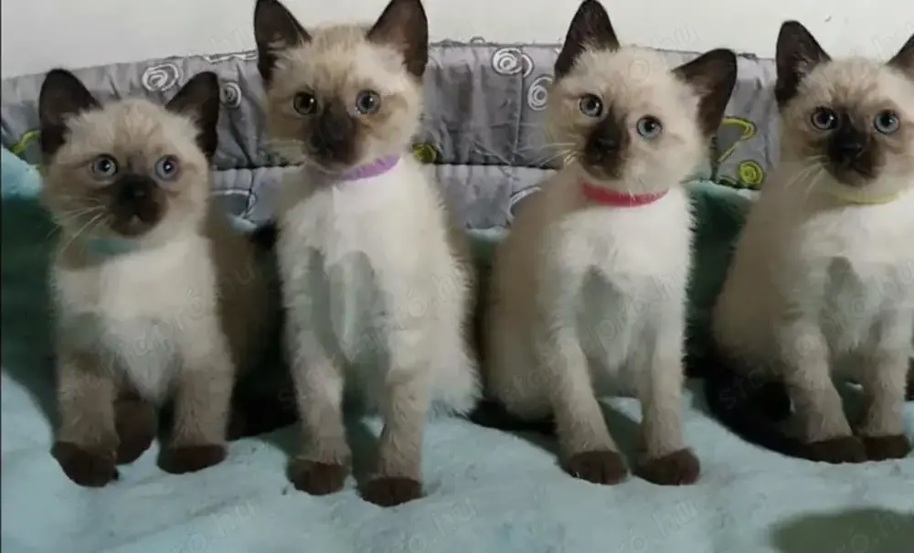 Eladó! Thai Sziámi fókajegyű fókabarna fiú, lány kiscicák. Eladó! Thai Sziámi fókajegyű fókabarna fiú, lány kiscicák.