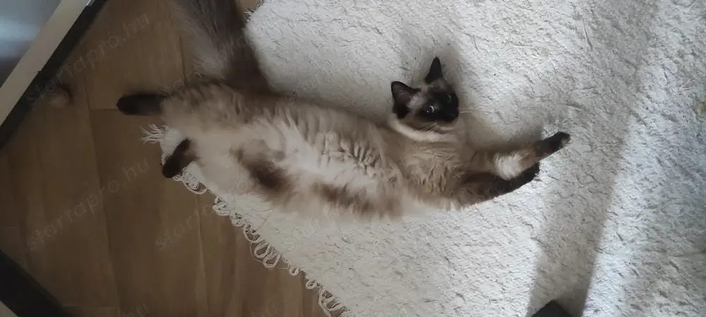 Ragdoll cicák előjegyezhetőek Ragdoll cicák előjegyezhetőek