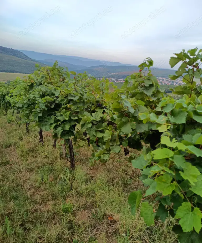 Eladó 11.700 m2-es szőlő ültetvény Szendehelyen. 