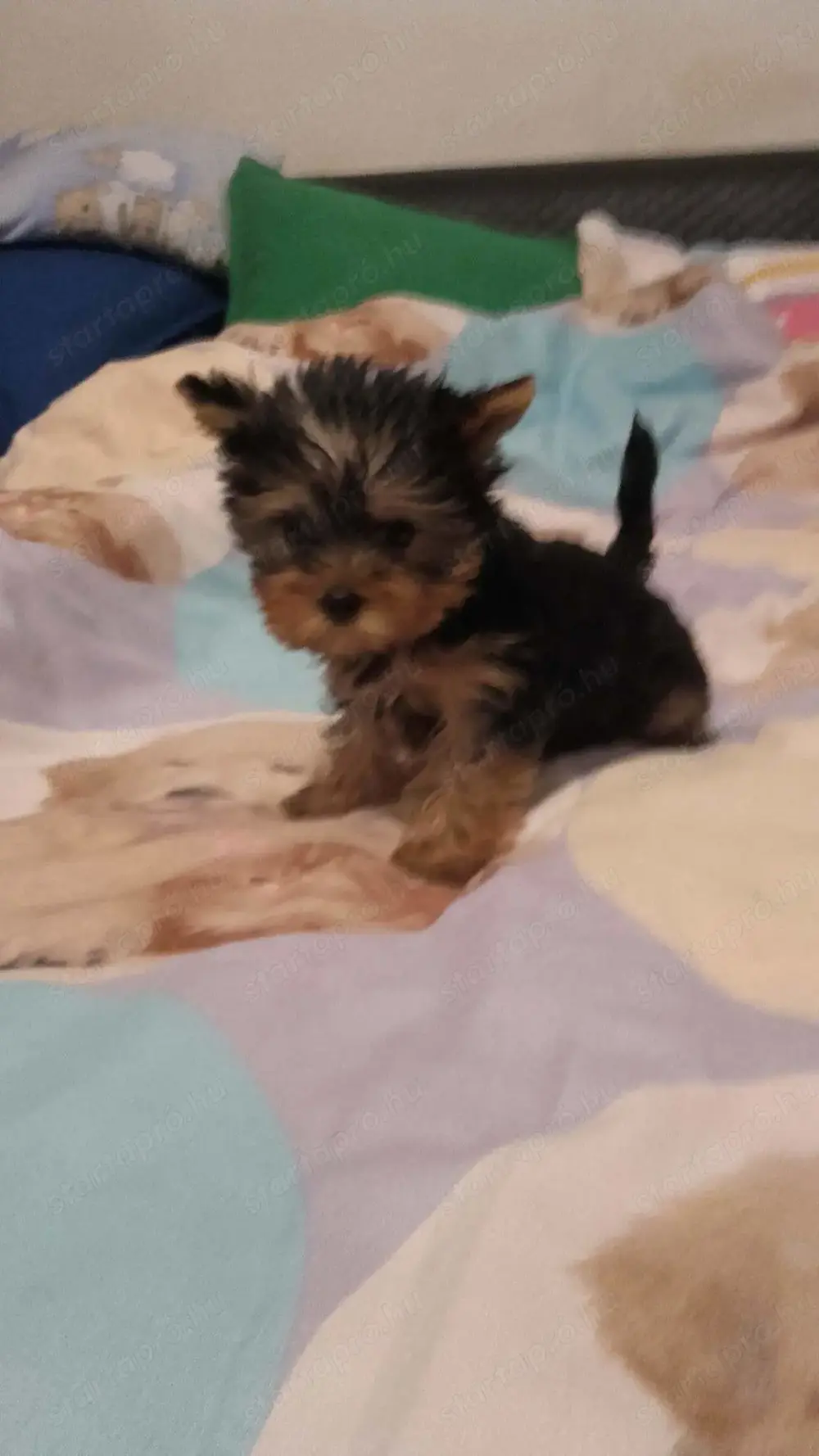 Yorkshír terrier kisfiú 9 hetes elado