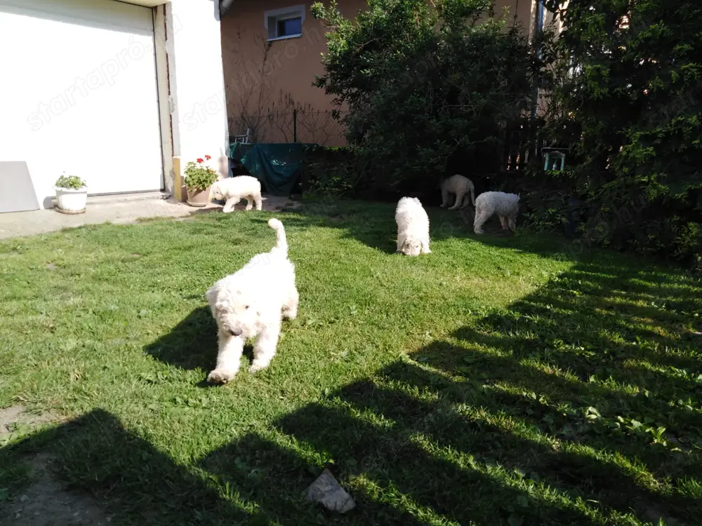 Komondor kölykök