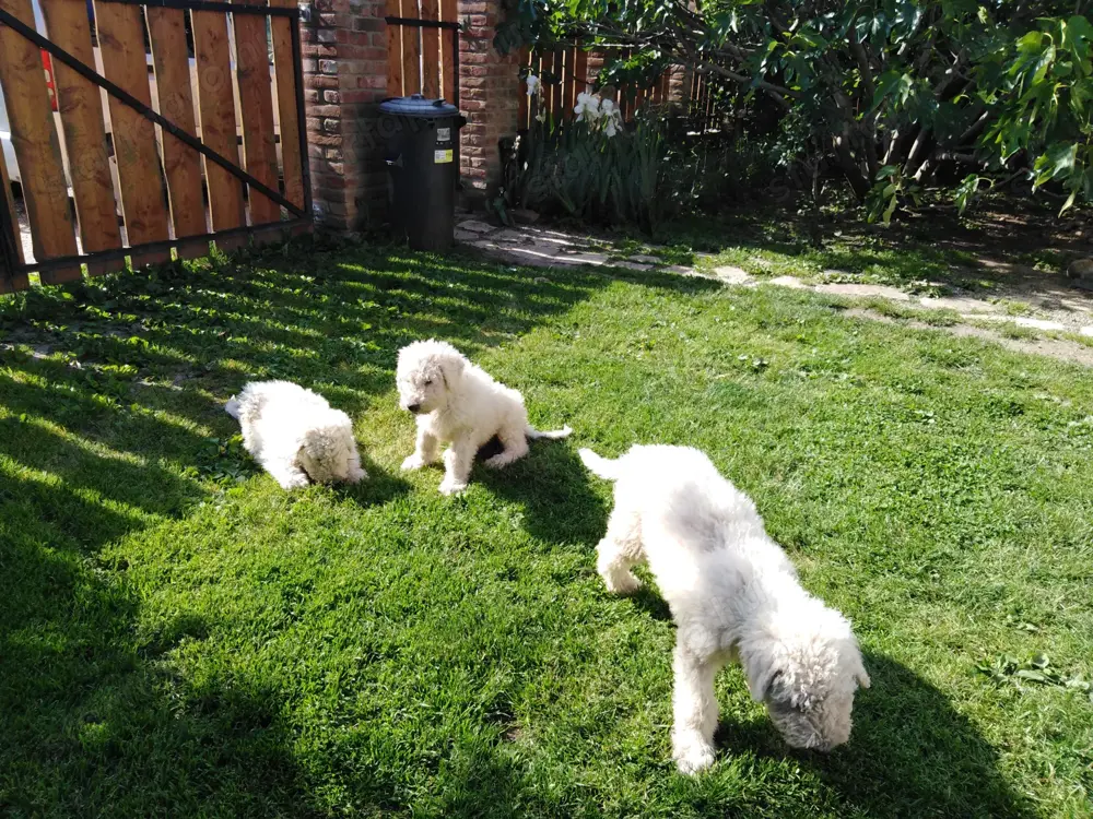 Komondor kölykök