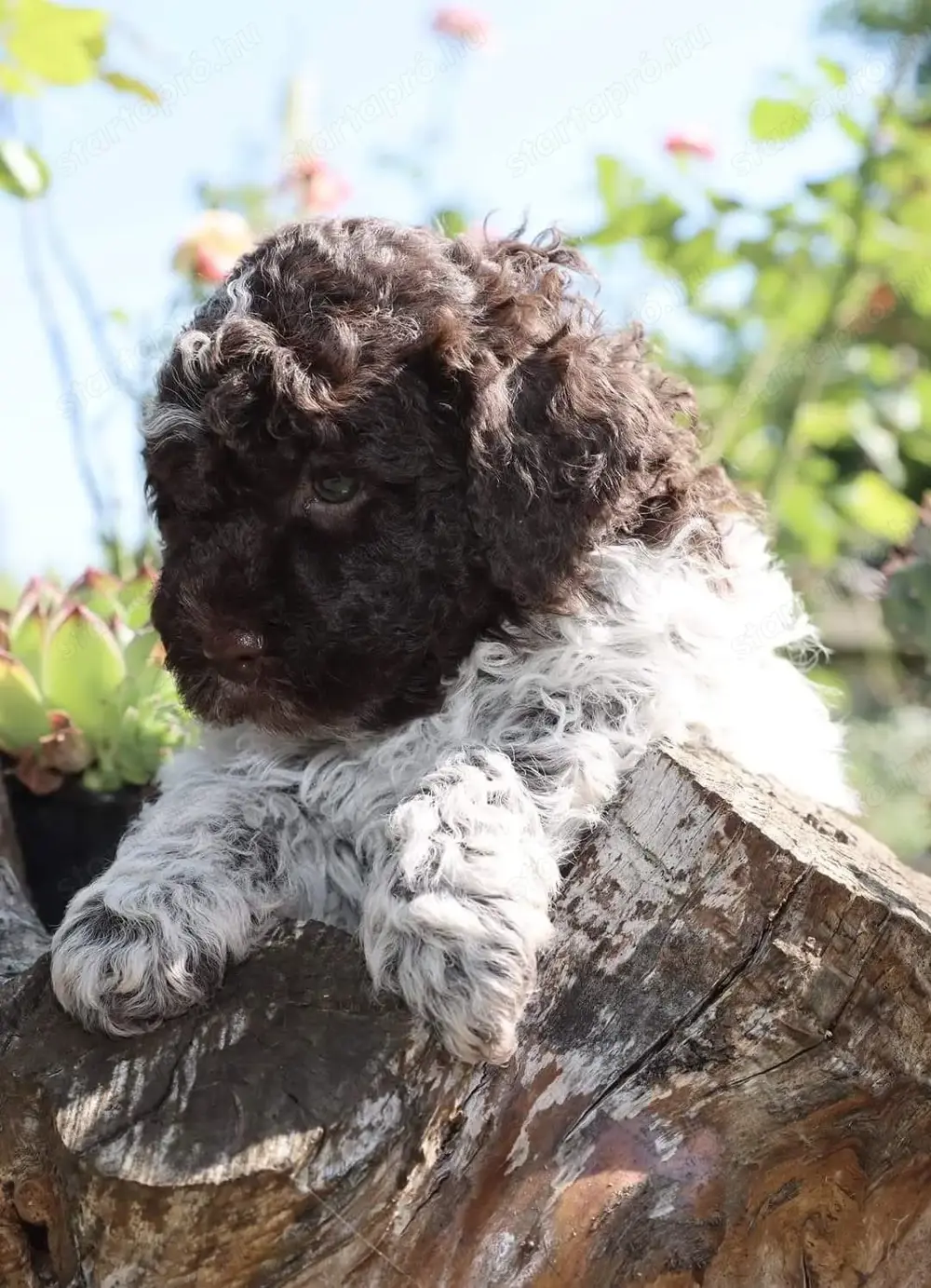 Lagotto romagonolo 