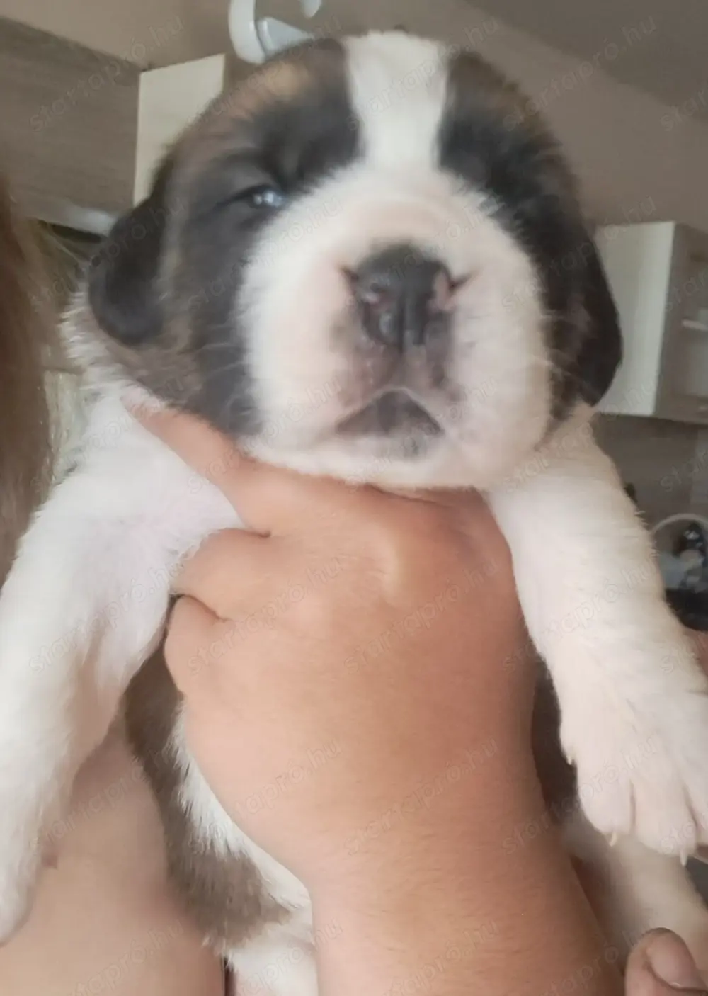 Minőségi szent-Bernáthegyi Fajtatiszta kiskutyák 