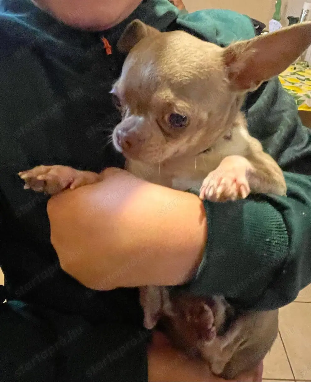 Mini Lila tan fiú kutya Mini Lila tan fiú kutya