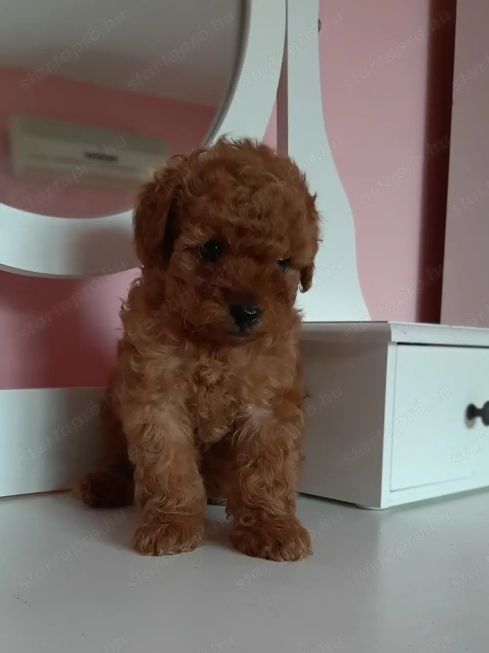 toy  törpe uszkár eladó poodle toy uszkár