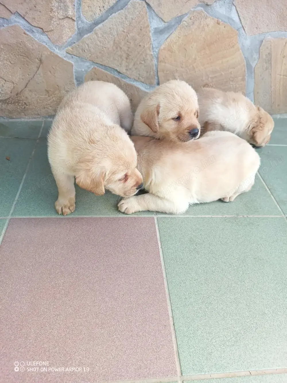 Labrador kölykök eladók