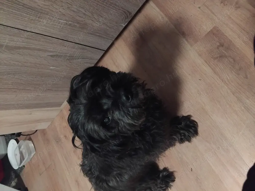  Fedezést vállal   Havanese kan Budapesten