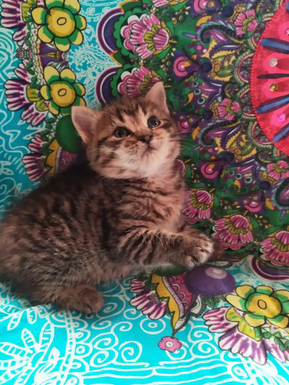 Maine coon Keverék kiscicák gazdit keresnek Maine coon Keverék kiscicák gazdit keresnek