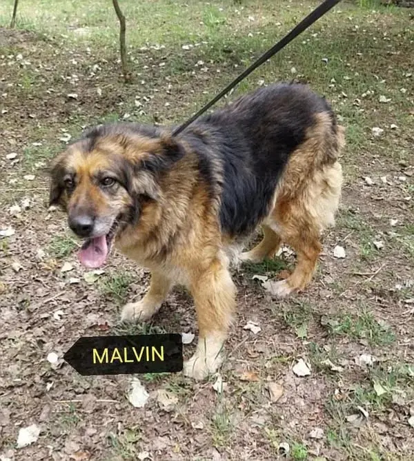 Szerető gazdit keresünk Malvinnak a panzió kedvencének