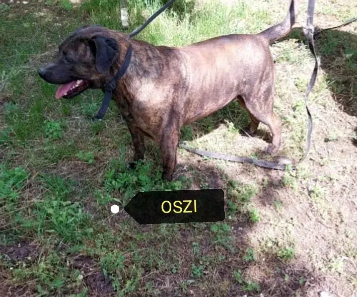 Az utcára hajították Oszit,mint a szemetet. Új gazdit keresünk neki