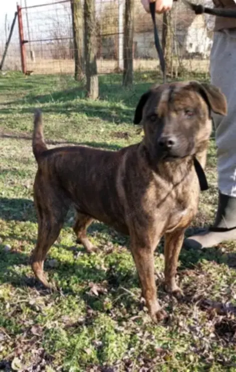 Az utcára hajították Oszit,mint a szemetet. Új gazdit keresünk neki