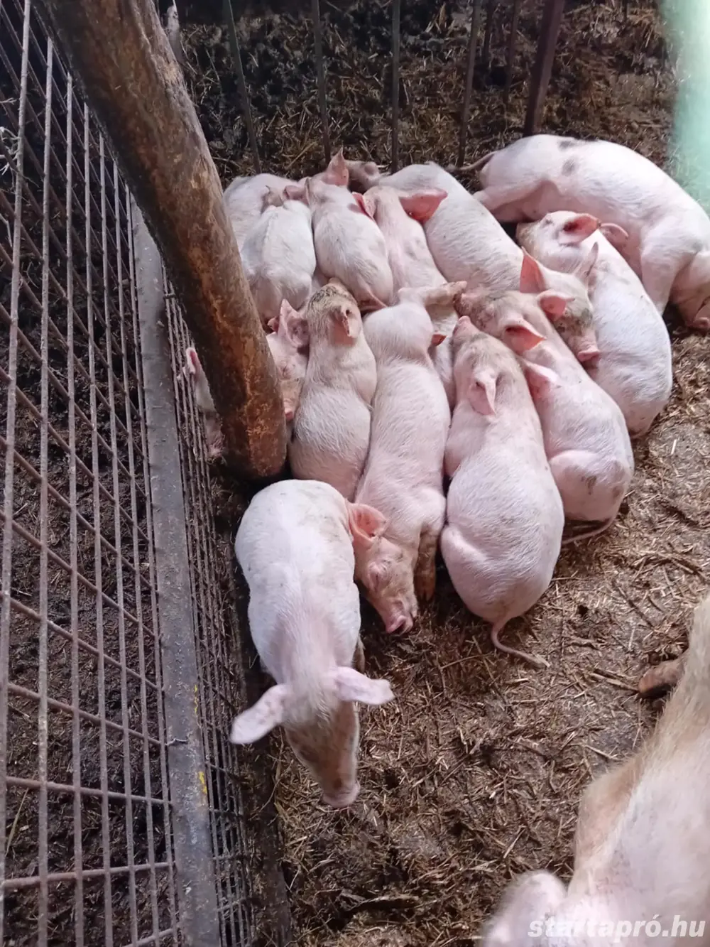 Választási malacok 