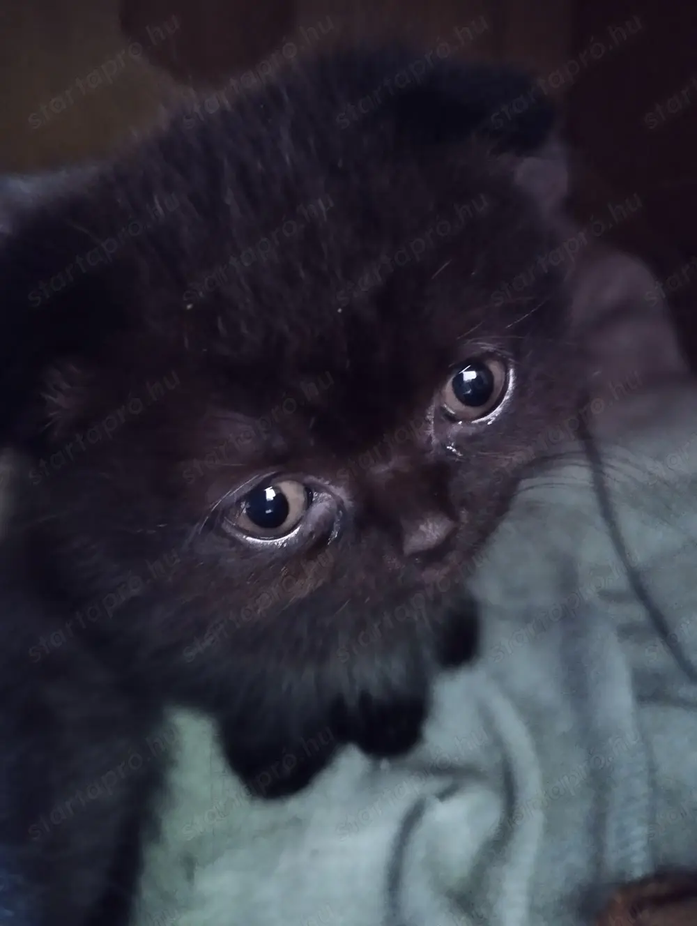 Skót lógó fülű cica eladó.