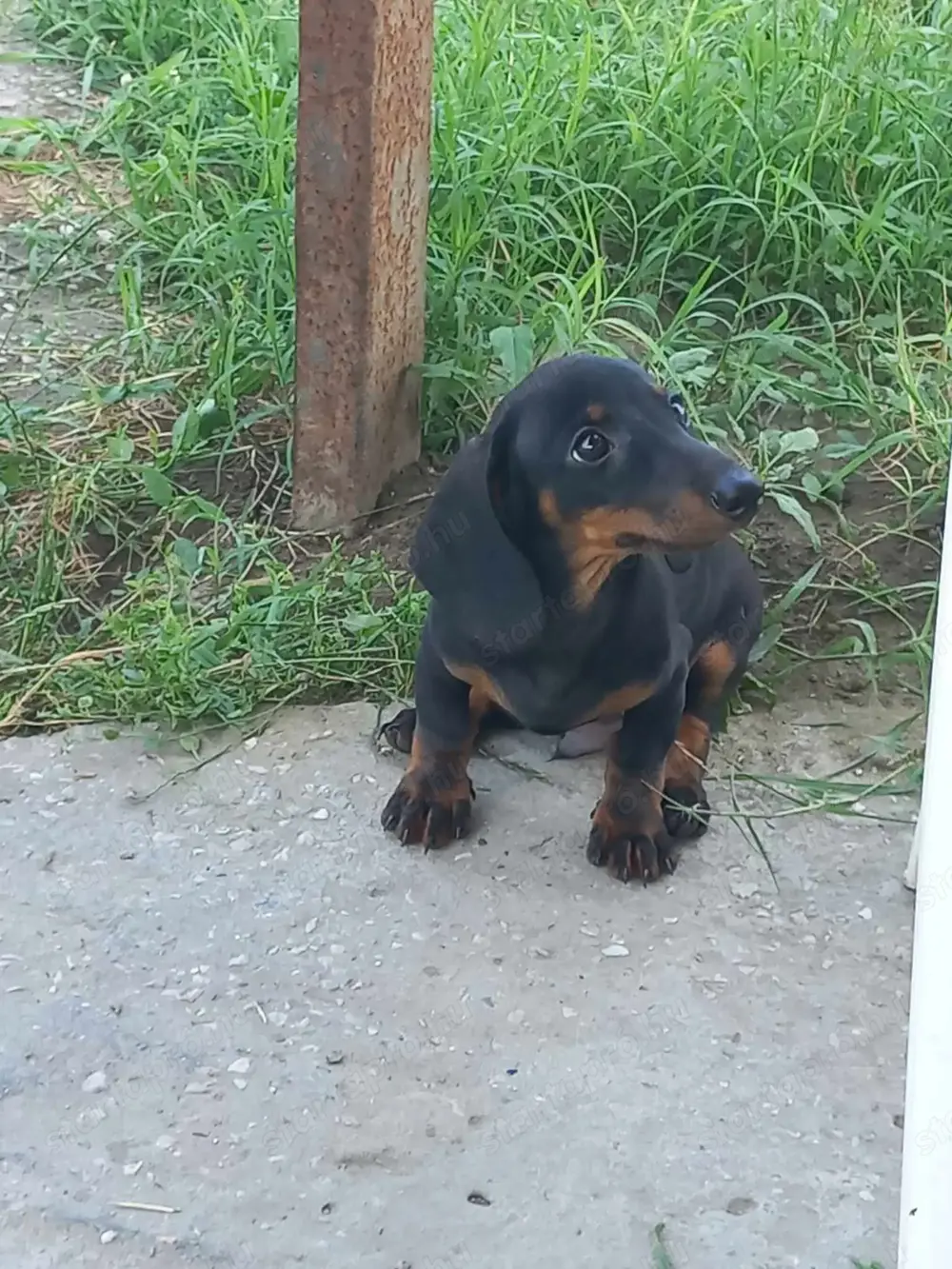 Tacsi kutyusok eladó