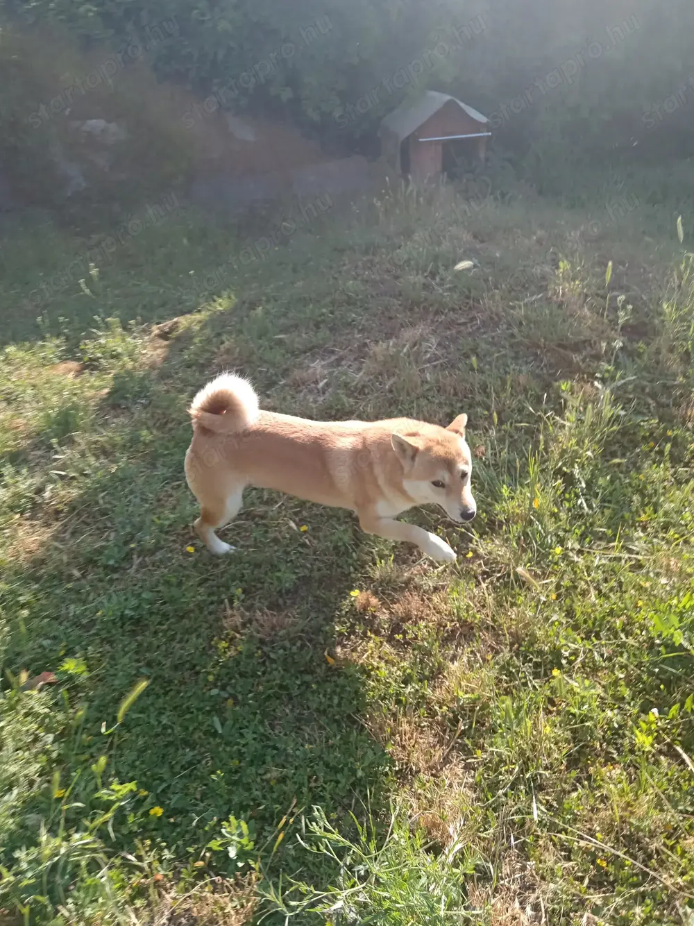 Shiba inu kan eladó törzskönyvvel 