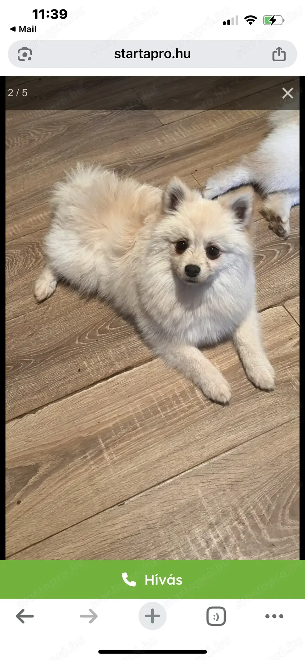 Kis Spitzek két fiu gazdit keresnek