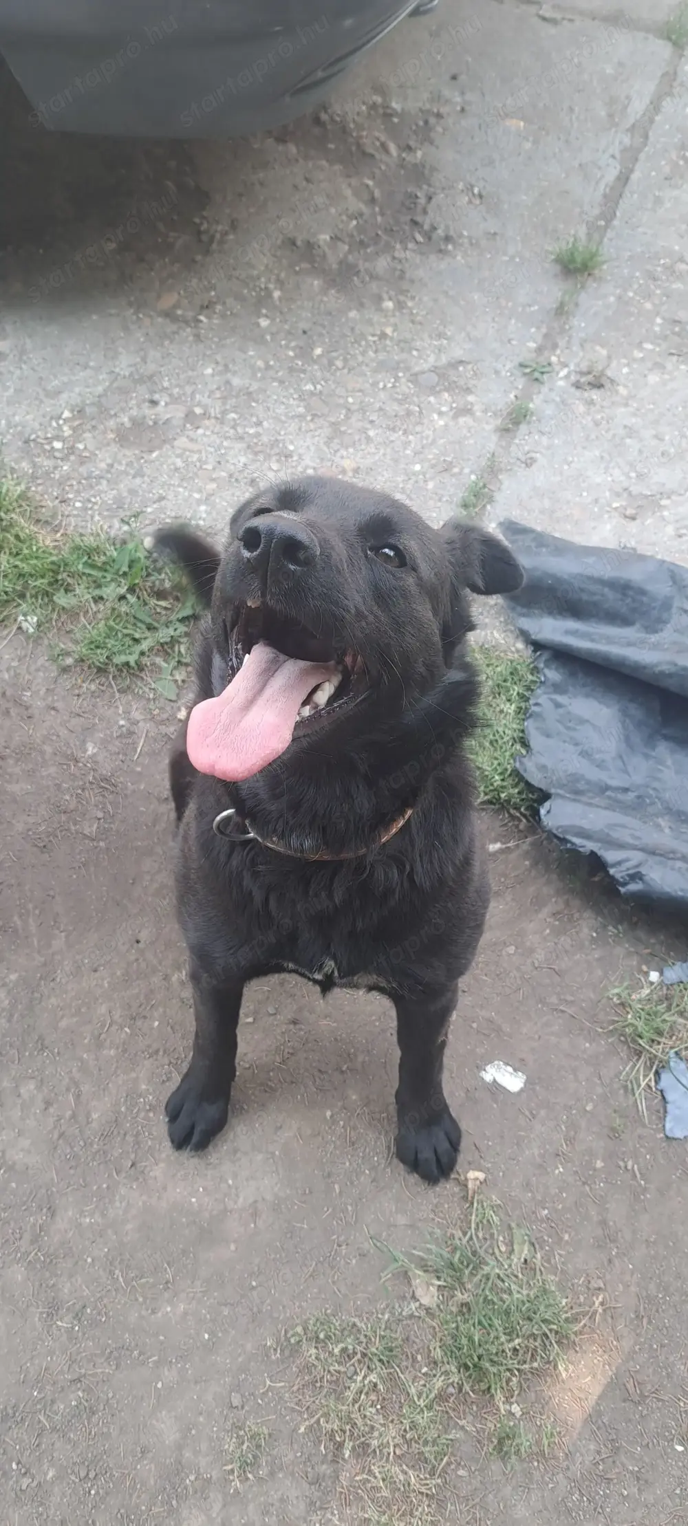 Ingyenes Fekete Keverék Kutya