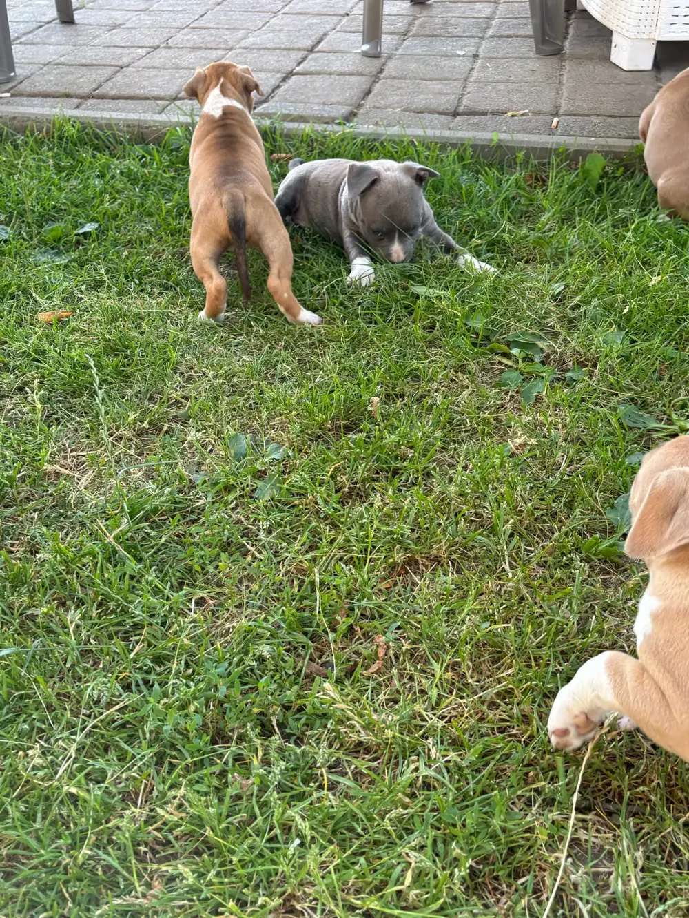 Amerikai Staffordshire terrier Amerikai Staffordshire terrier