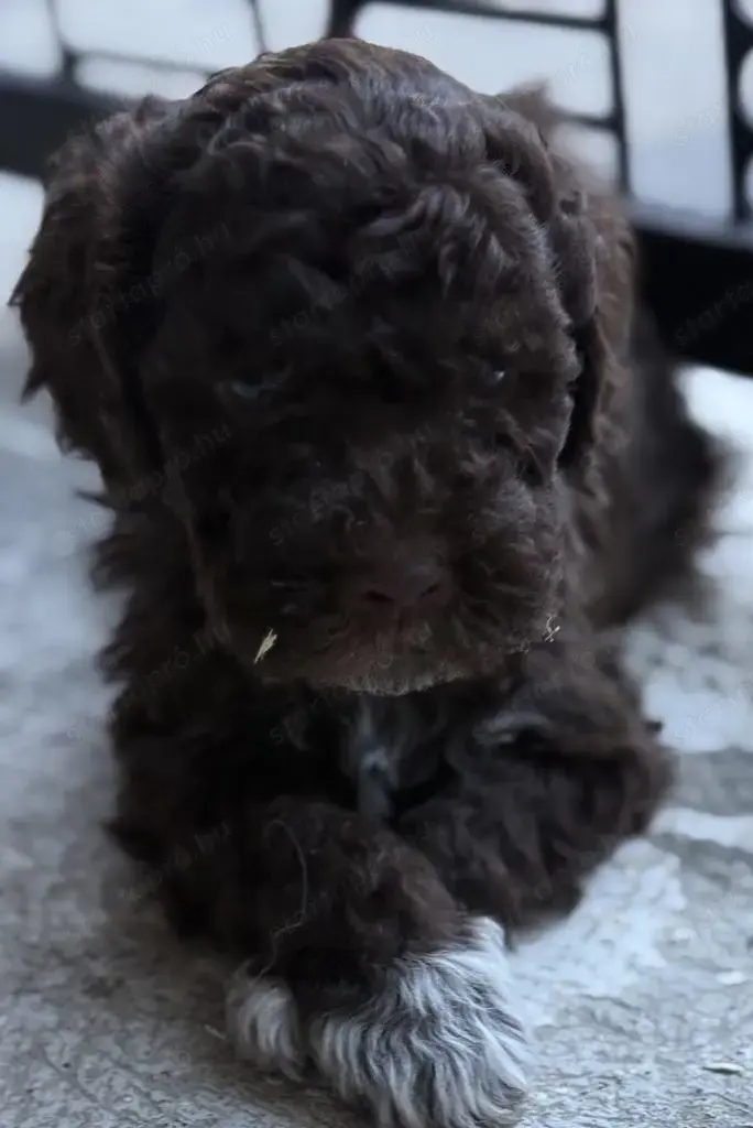 Lagotto ROMAGONOLO kiskutyák 