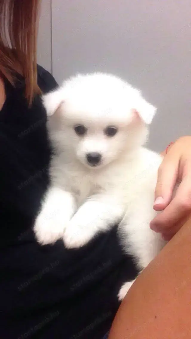 Német spicc szuka gazdisodna