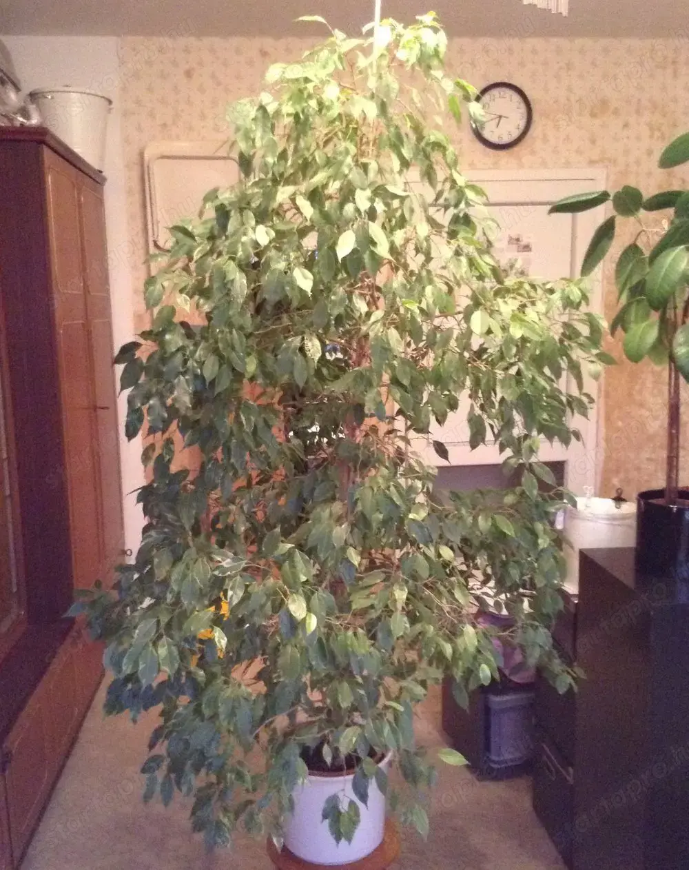 Eladó FIKUSZ Csüngőágú fikusz Ficus Benjamina kb 160 cm magas.
