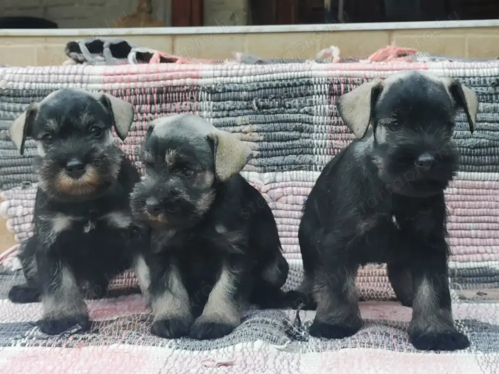 Törpe schnauzer kiskutyák 