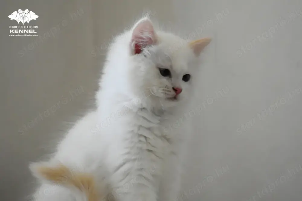 Különleges színű Ragdoll kiscica - Törzskönyvezett creme bicolor kandúr TENYÉSZTÉSRE