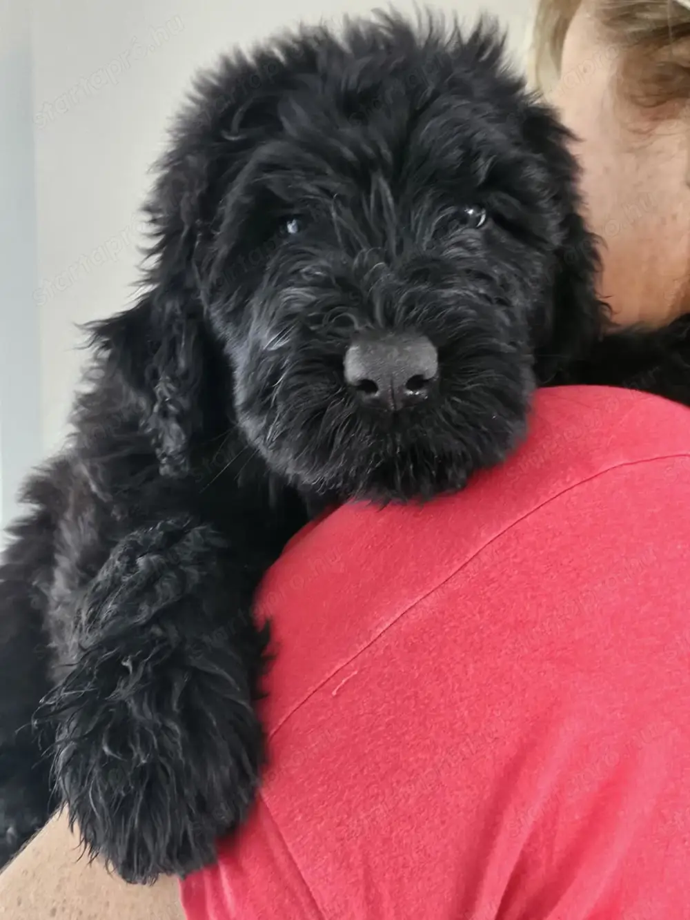 Orosz Fekete Terrier kölykök előjegyezhetők