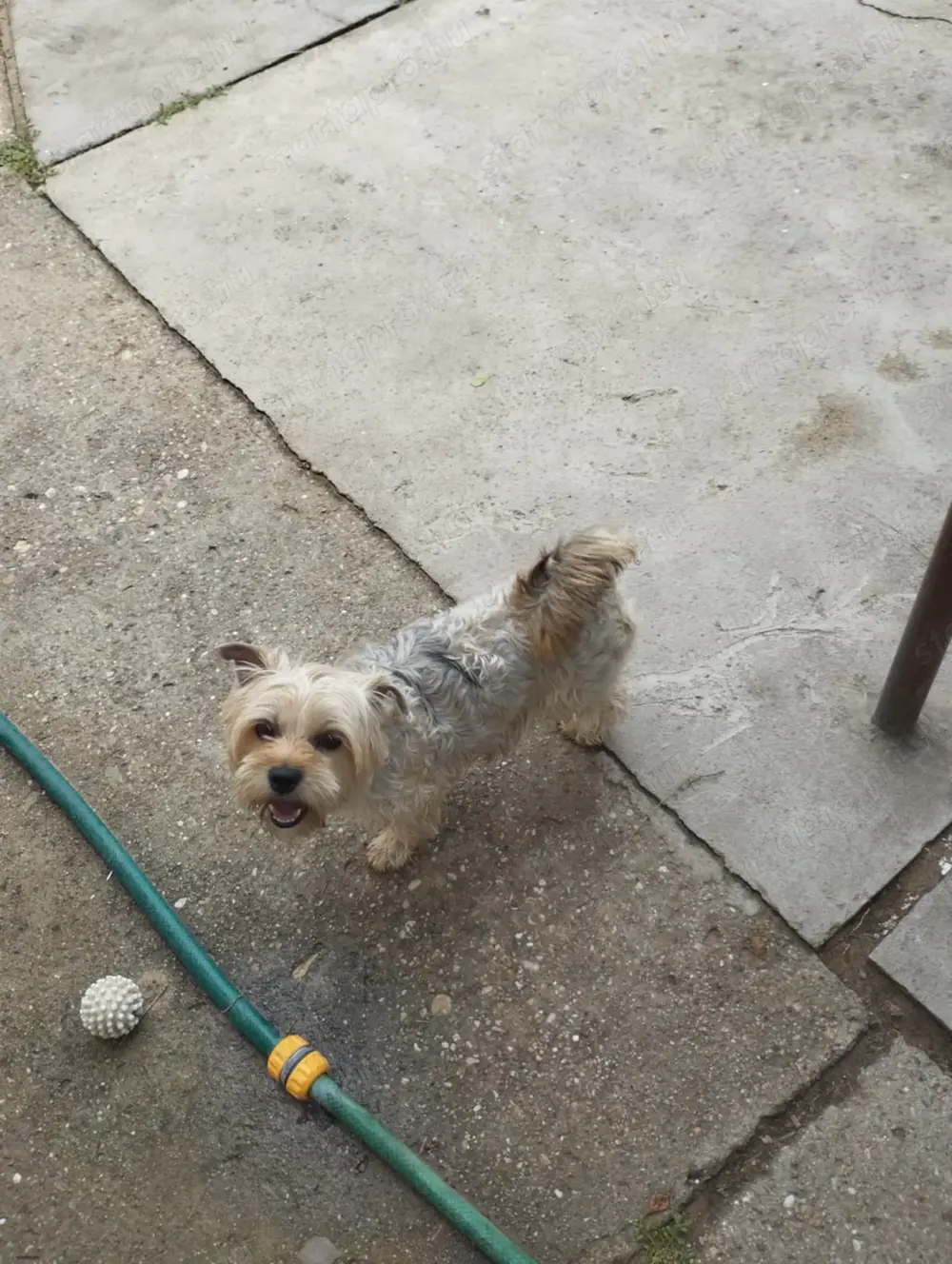 Felnőtt Yorkshire terrier .
