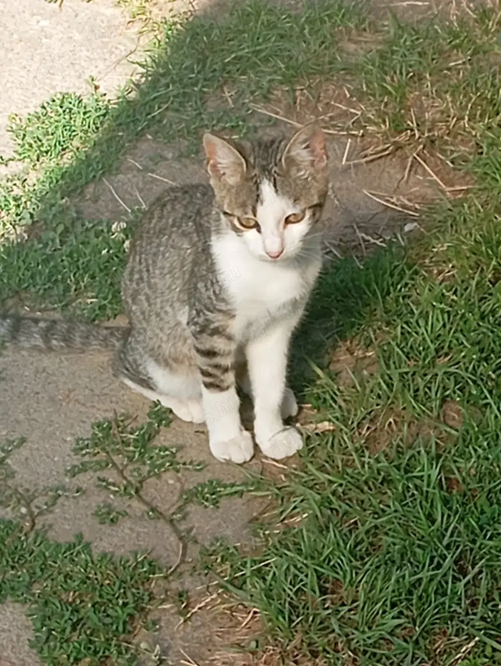 Örökbefogadható cica