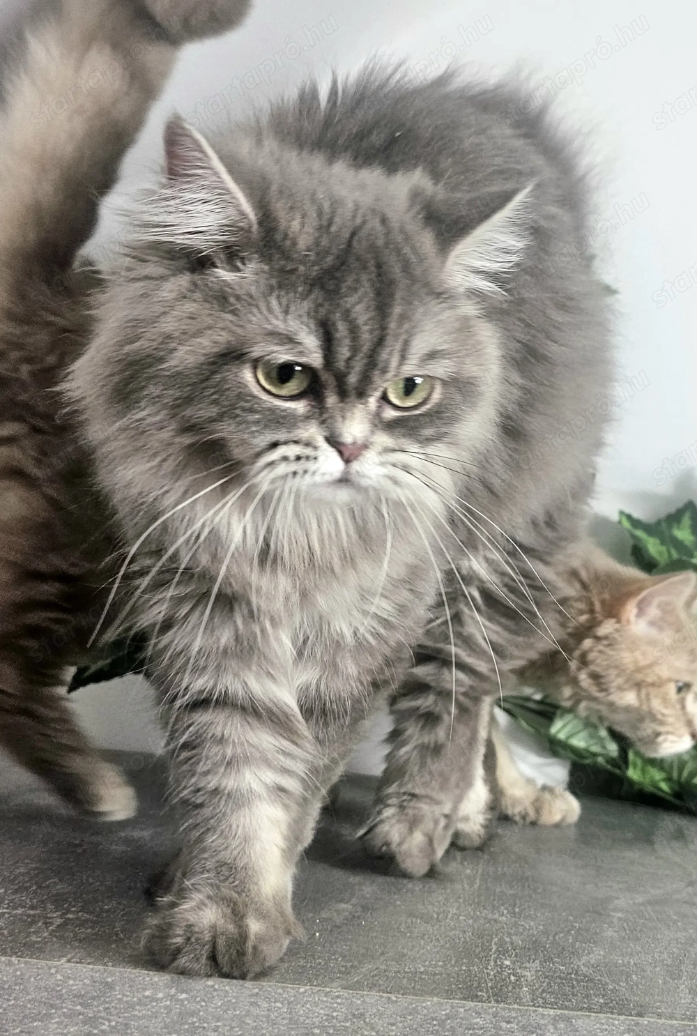 Tenyészetből eladó Selkirk Rex  hosszú szőrű kislány cica