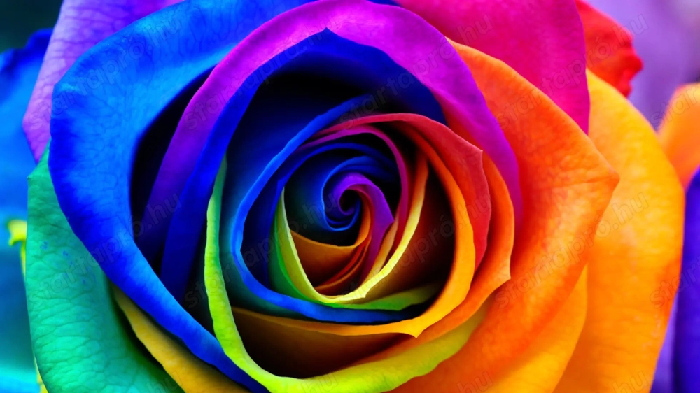 Telt hölgy ismerkedne (BBW)