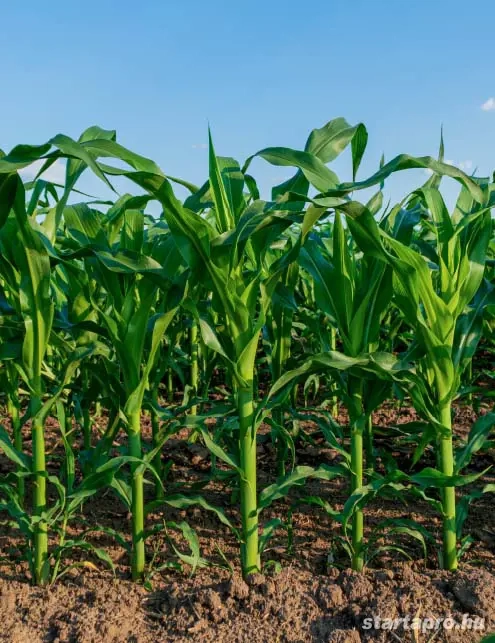 Mezőgazdasági munka