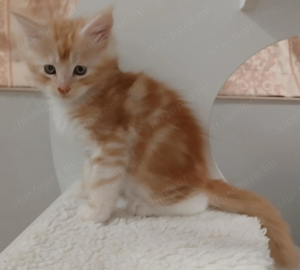 Maicone kölykök 8 hetesek 