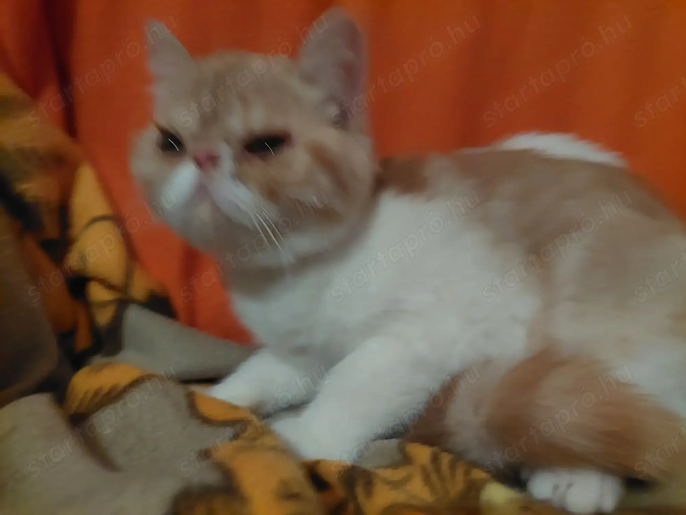 Exotikus rövid szőrű perzsa macska