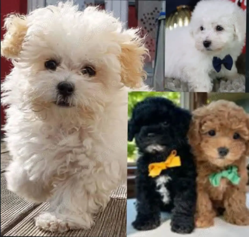 Maltipoo kiskutyák eladók ritka színekben is!