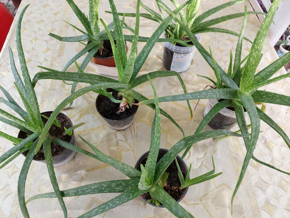 Eladók egészséges Aloe Vera növények 