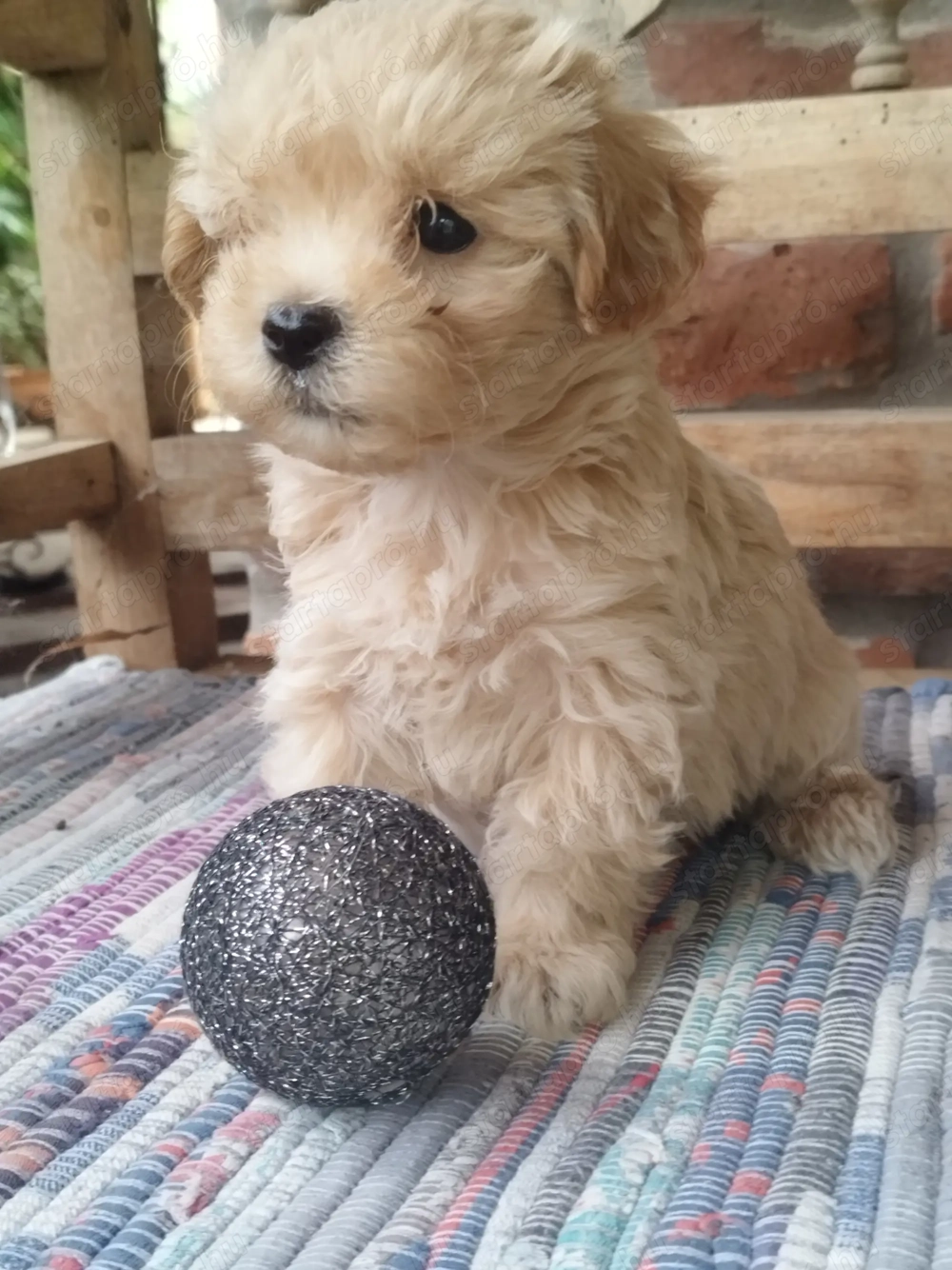 Maltipoo kiskutyák