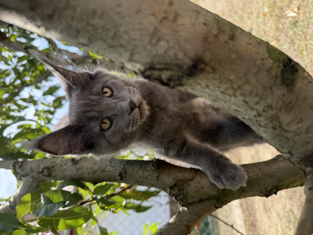Eladó Törzskönyves Maine Coon kiscica hivatalos tenyészetből egészségi garanciával