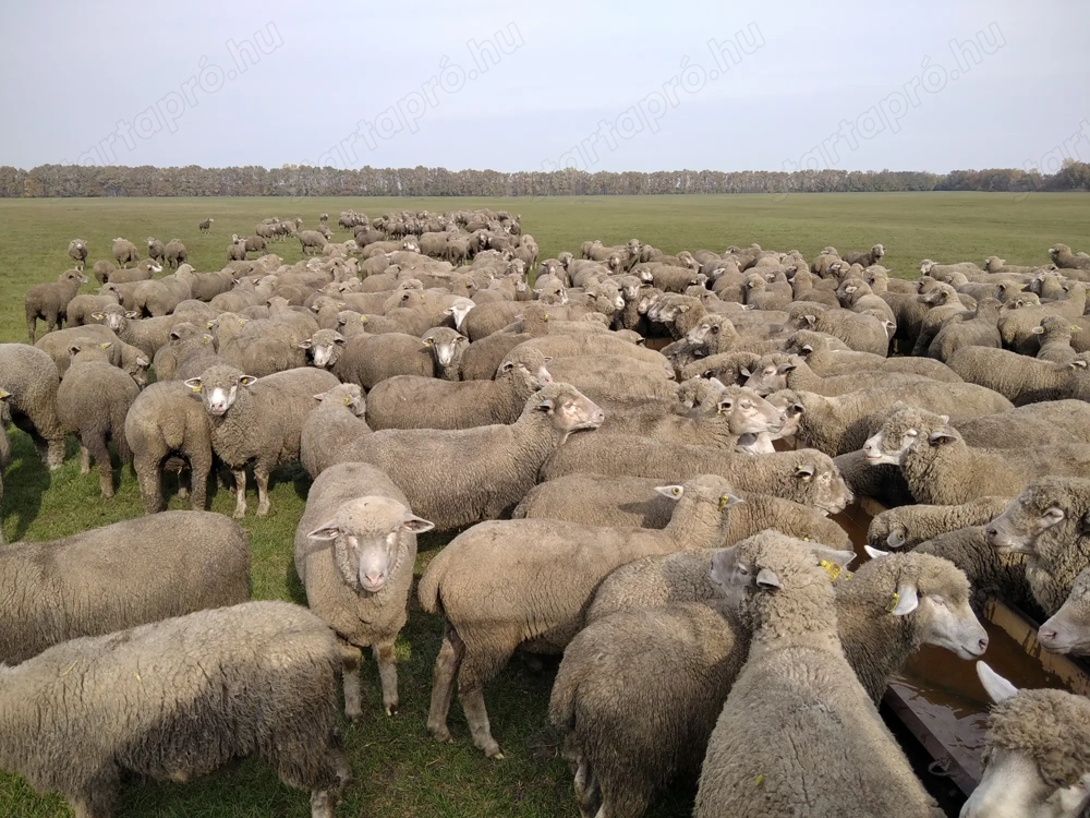 juhász állatgondozó