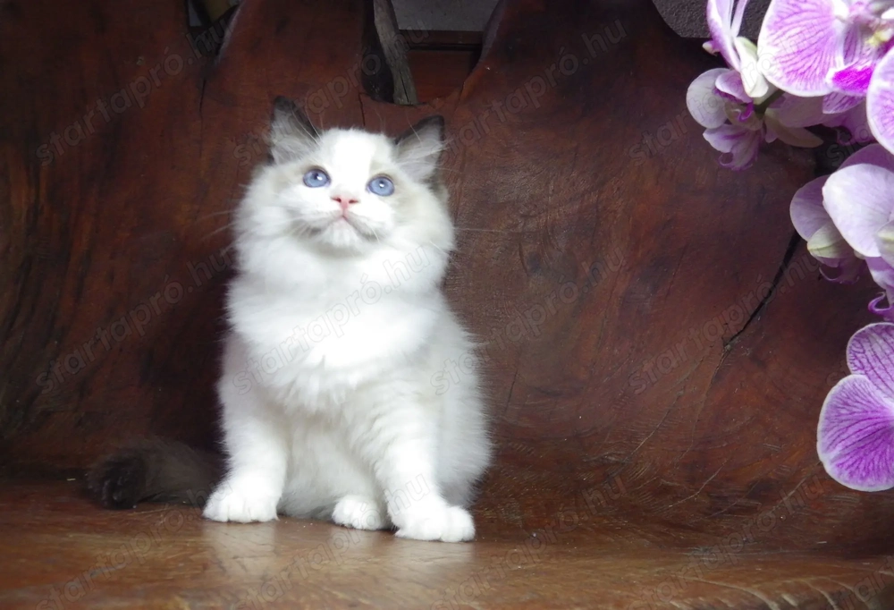 Ragdoll cica! Lola Girl!  